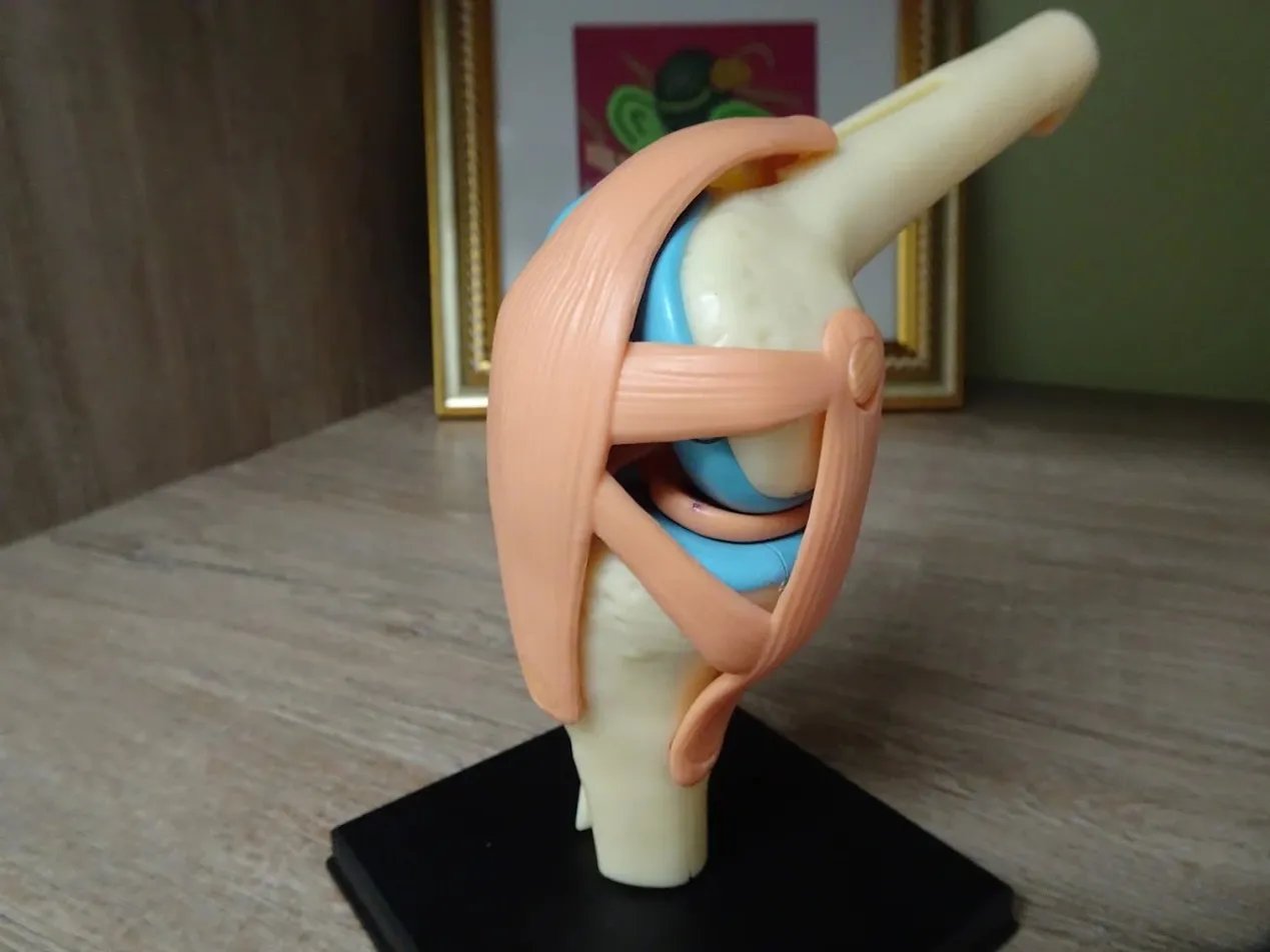 Modelo anatómico de rodilla - Reumatología